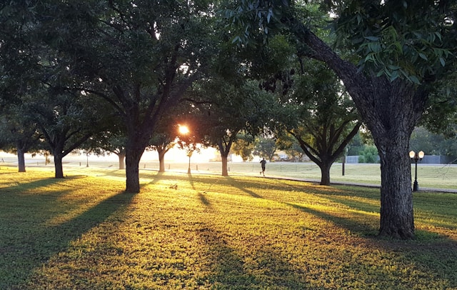 公園の画像