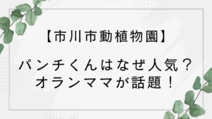 パンチくんはなぜ人気？理由は？IKEAぬいぐるみのオランママが話題【市川動物園】